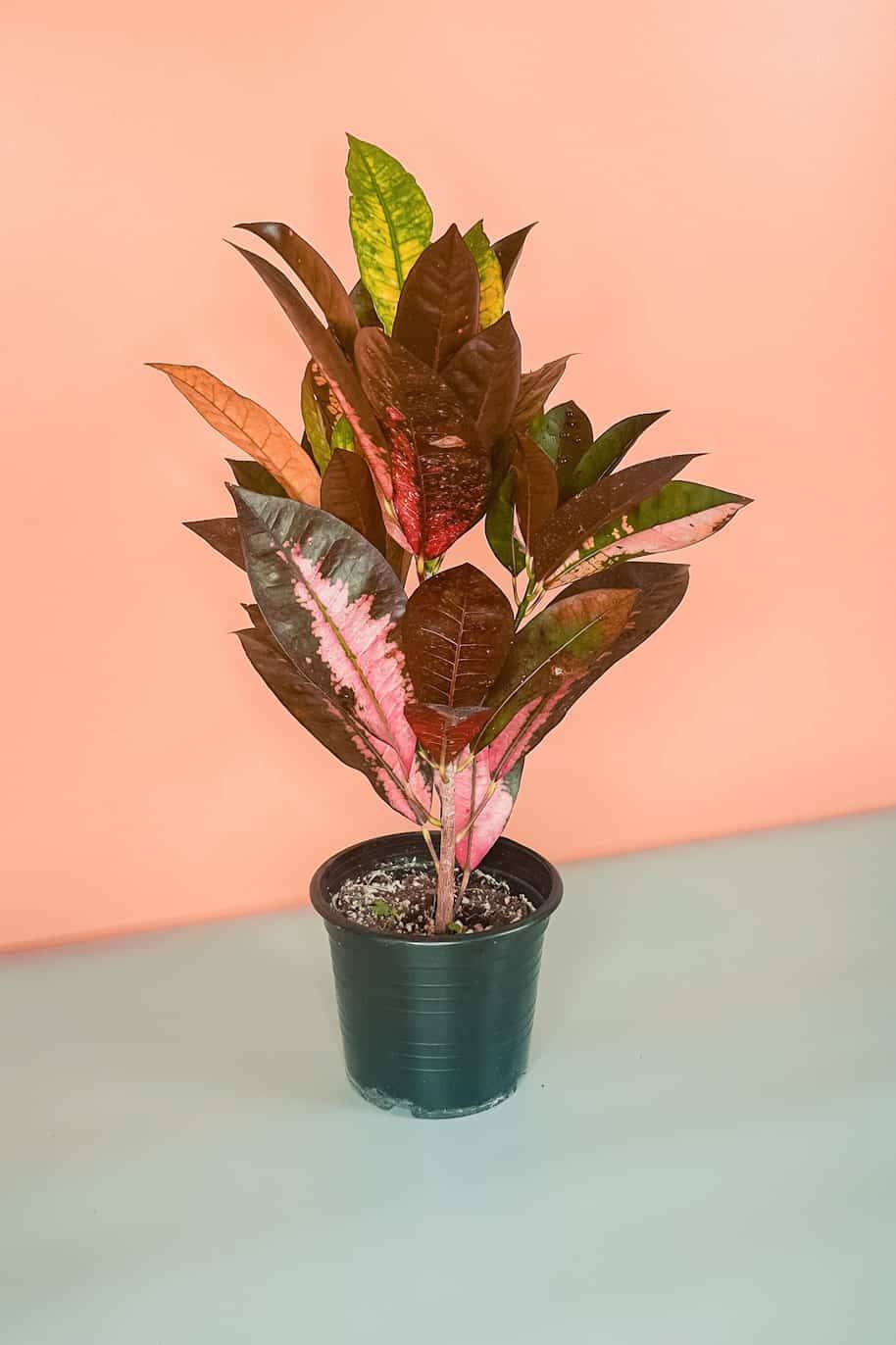 Codiaeum Variagatum Croton