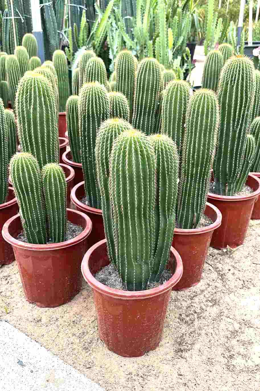 cactus grow kit w/ cactus-shaped pot