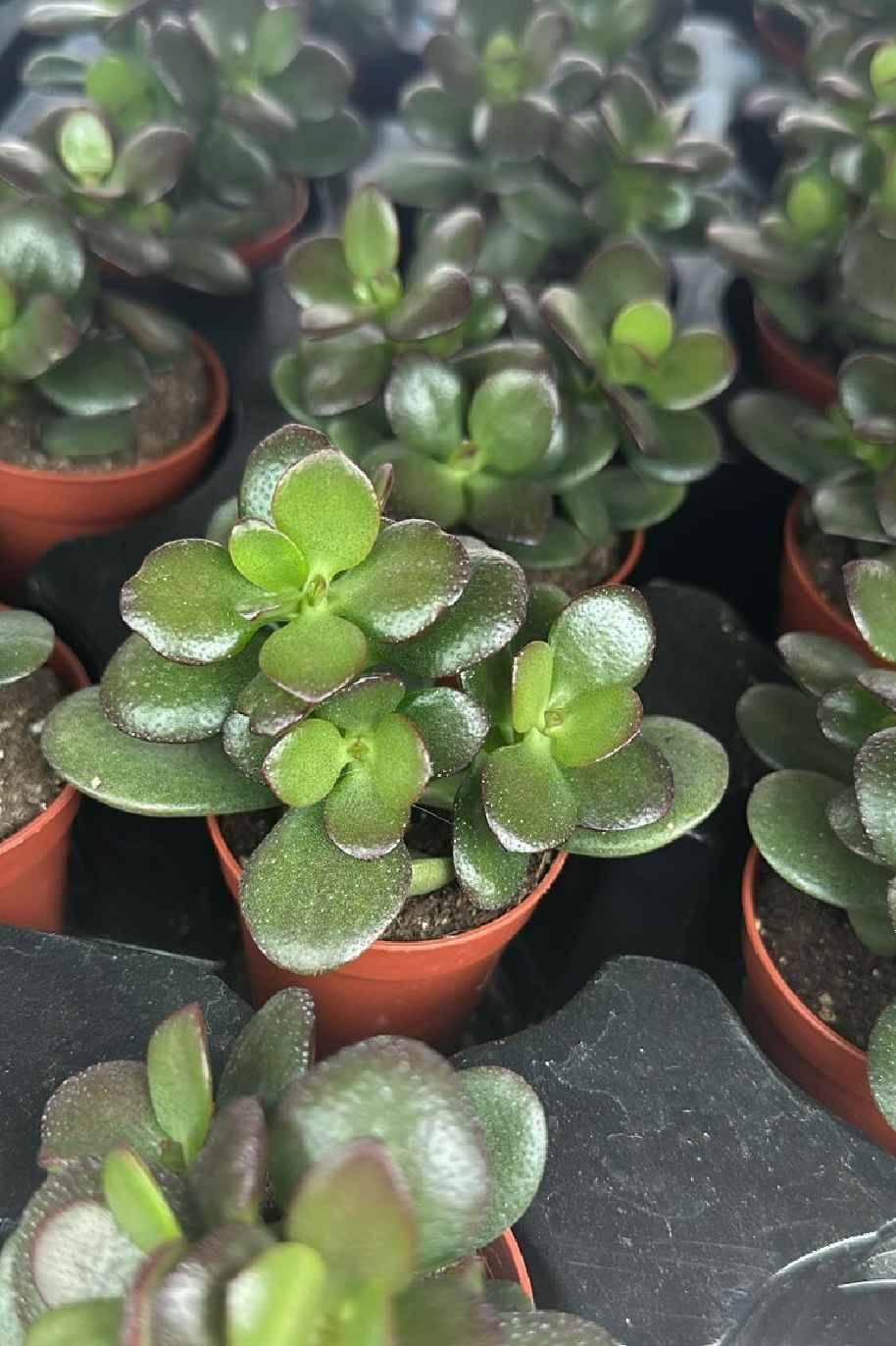 Crassula Ovata Minor Mini