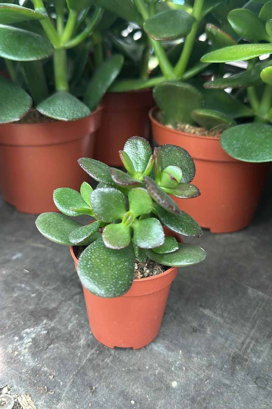 Crassula Ovata Minor Mini