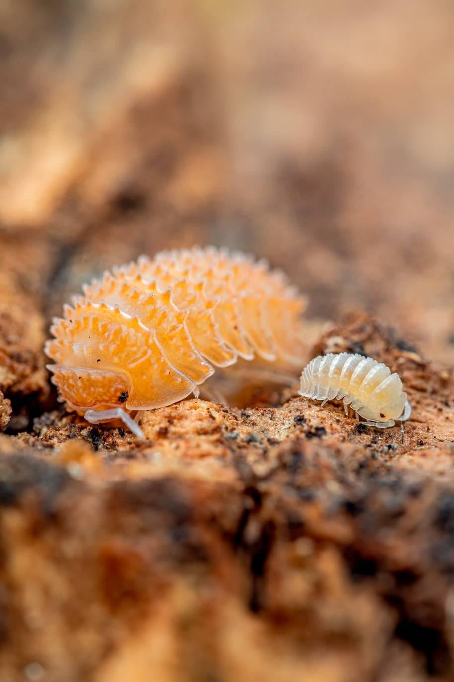 Cristarmadillidium Muricatum Isopods