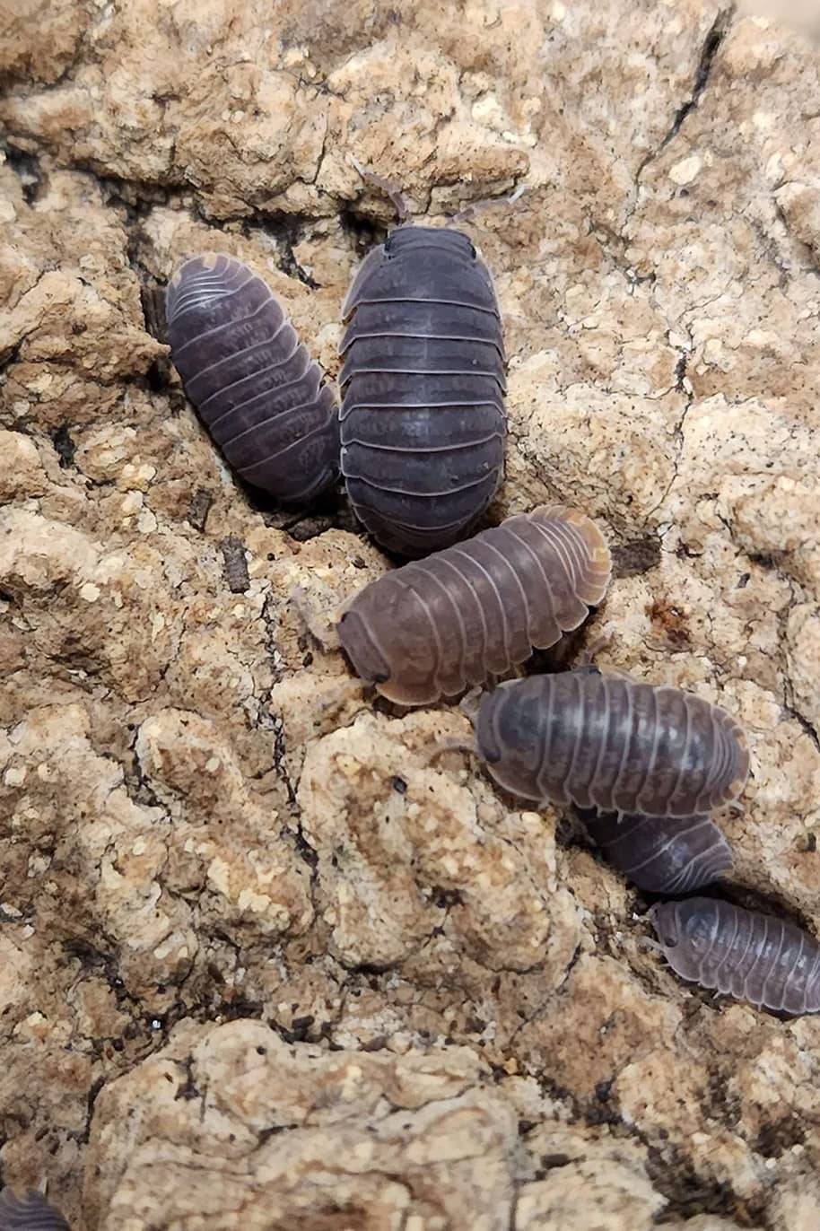 Cubaris Murina Little Sea Isopods