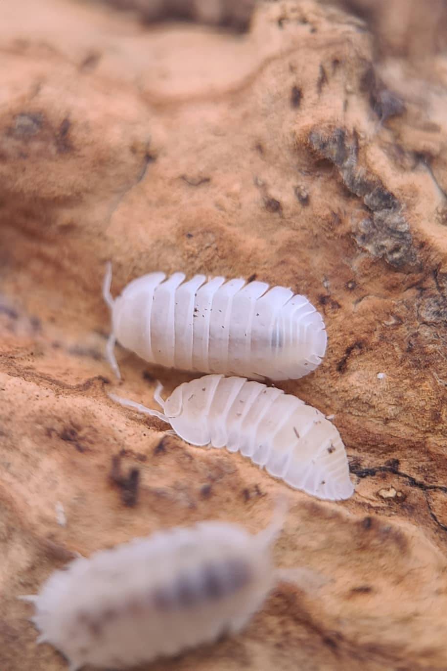 Cubaris Murina Albino Isopods