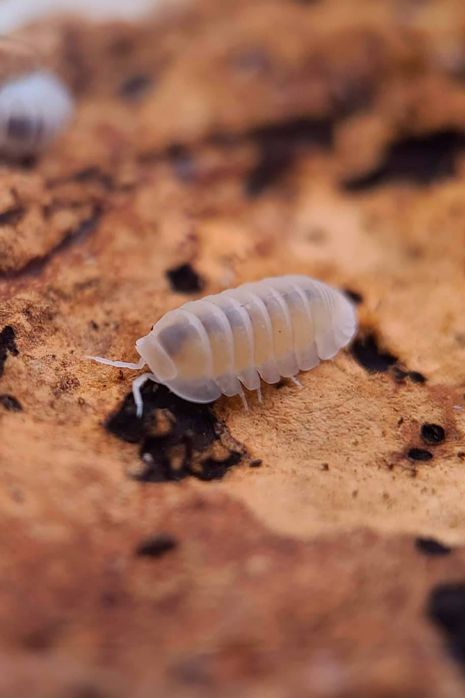 Cubaris Murina Albino Isopods