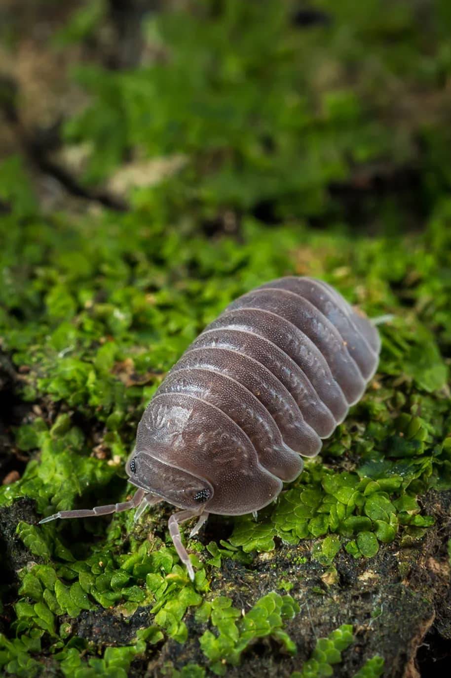 Cubaris Murina Little Sea Isopods