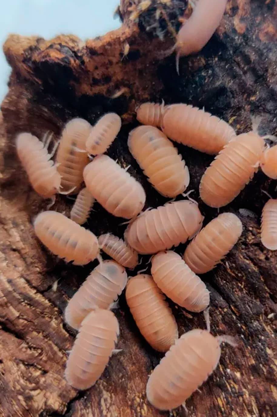 Cubaris Murina Papaya Isopods