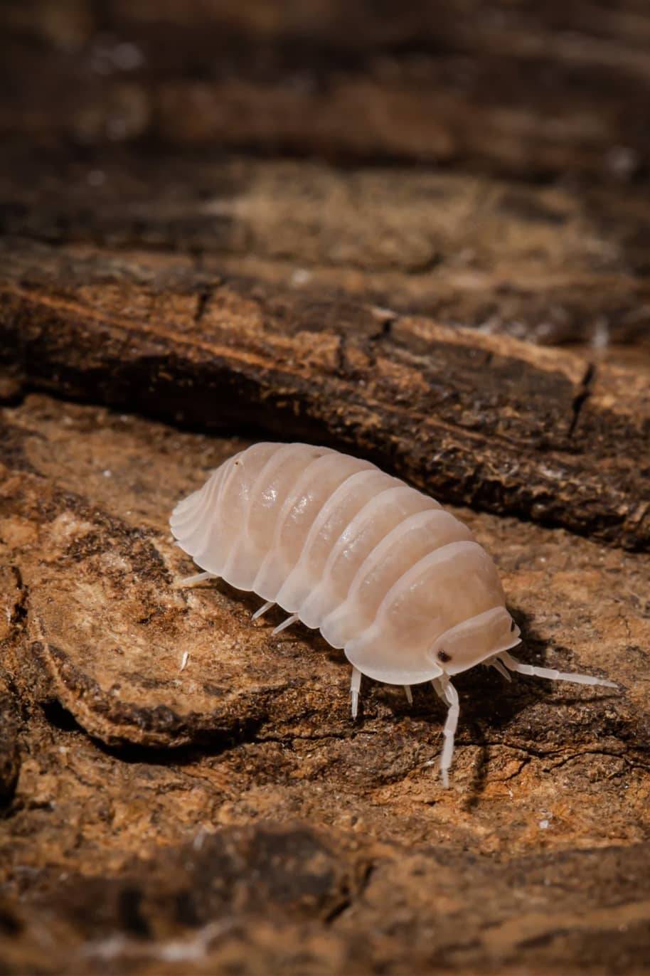 Cubaris Murina Papaya Isopods