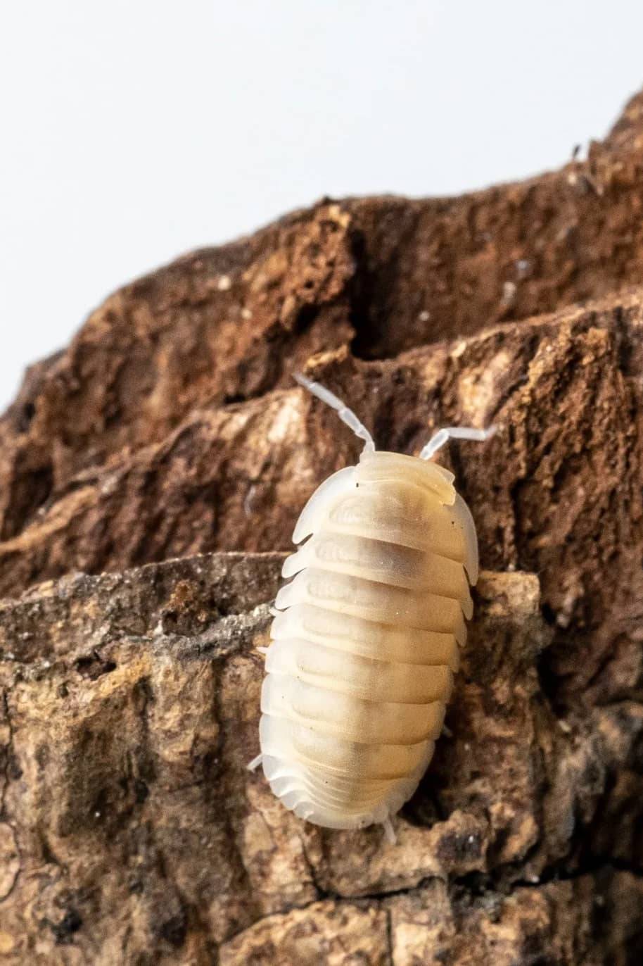 Cubaris Murina  Whiteouts Isopods