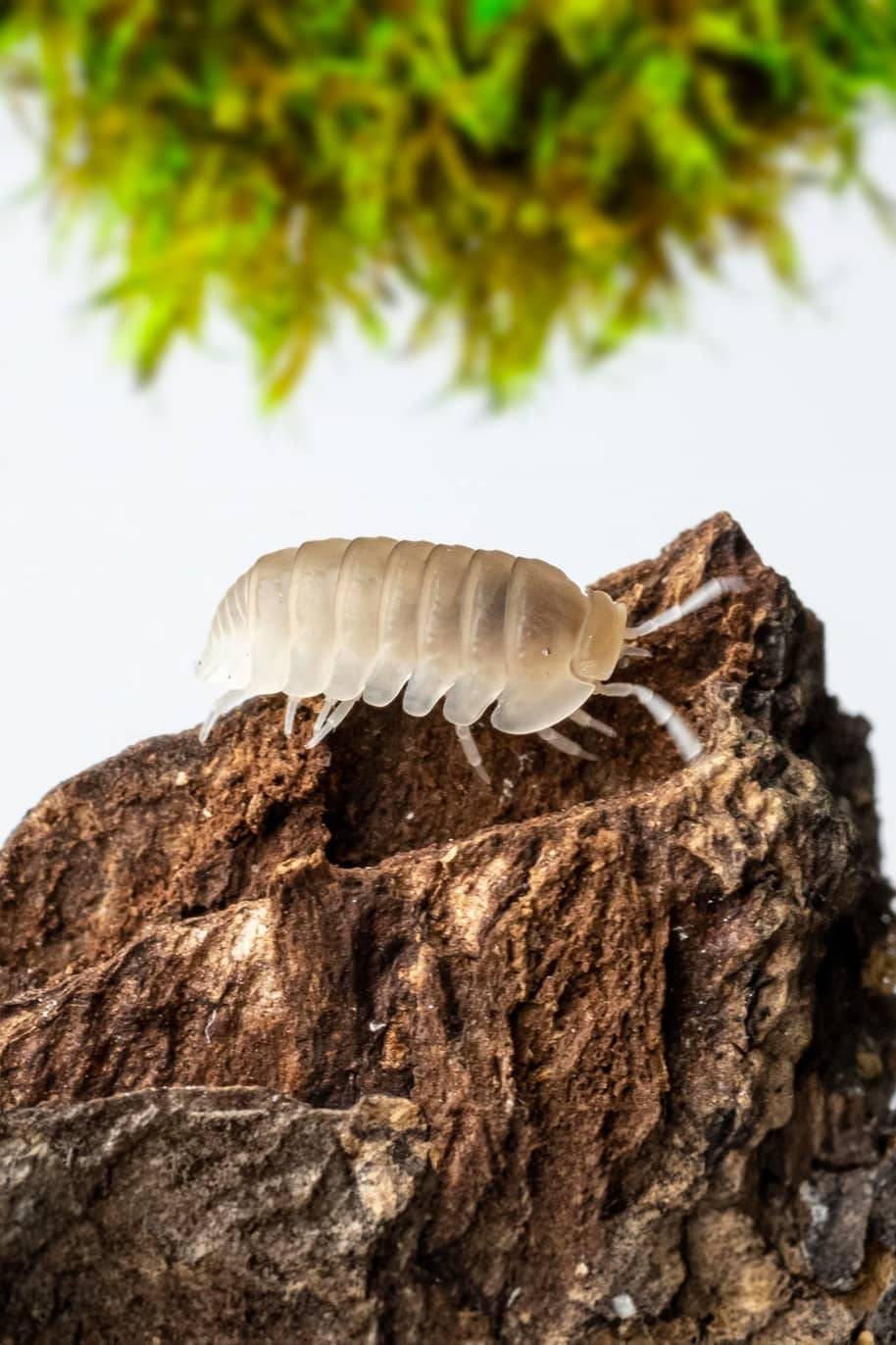 Cubaris Murina  Whiteouts Isopods