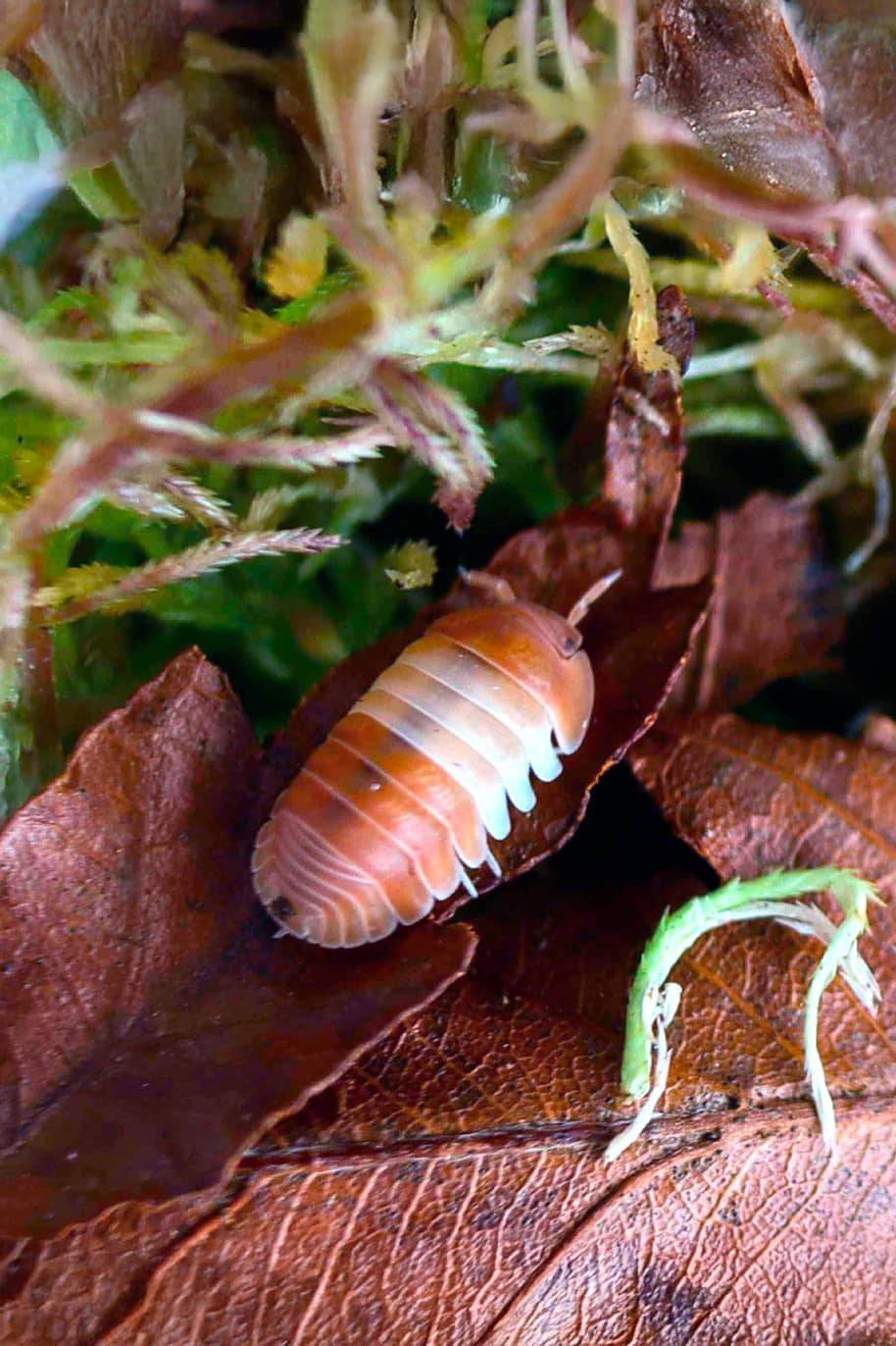 Cubaris Red Panda King Isopods