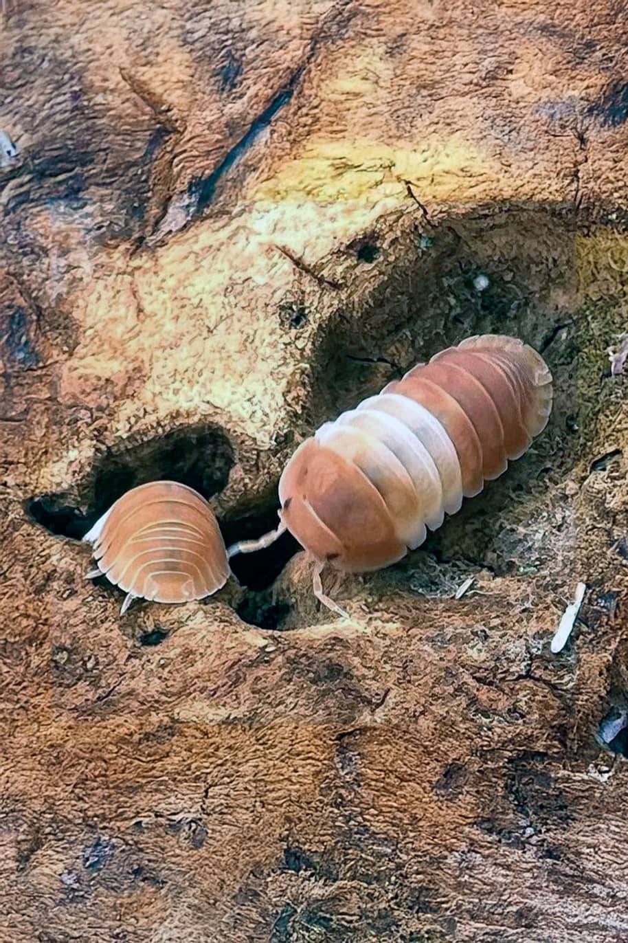 Cubaris Red Panda King Isopods