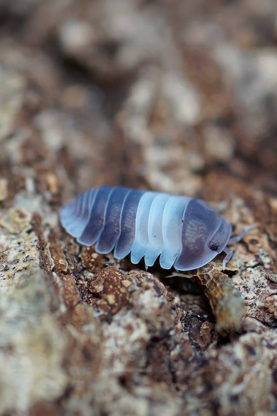 Cubaris Sp Panda King Isopods