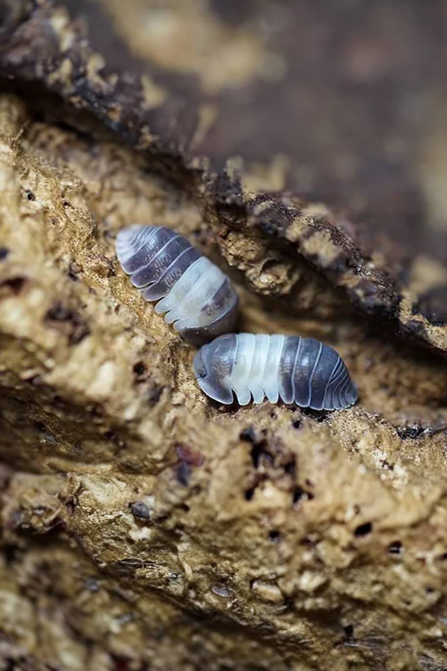 Cubaris Sp Panda King Isopods