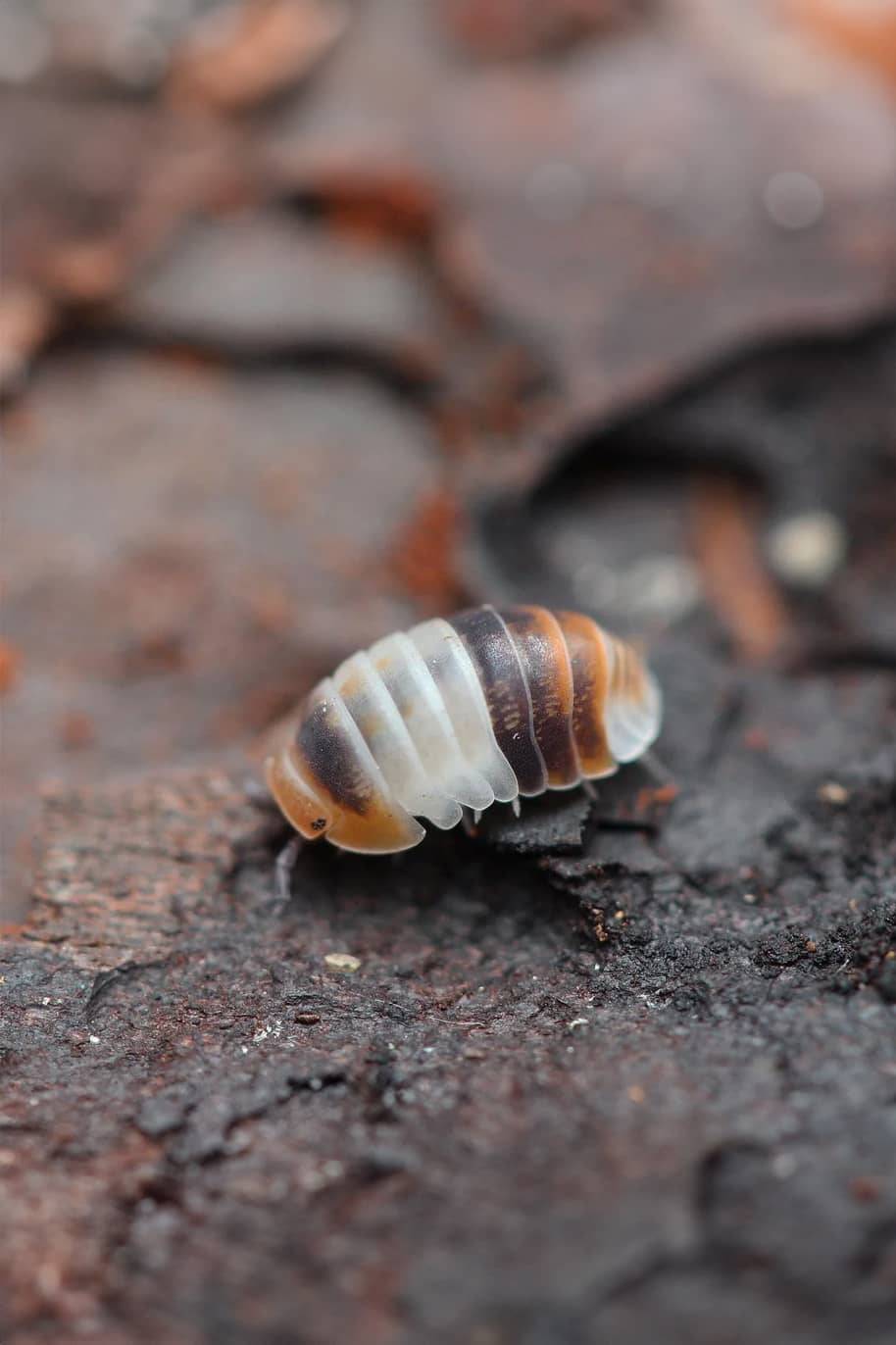 Cubaris Sp White Sharks Isopods