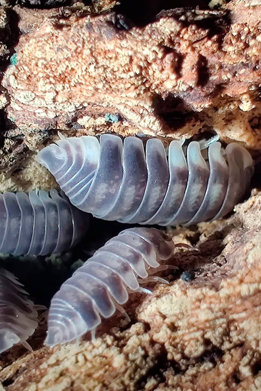 Cubaris Sp White Side Isopods