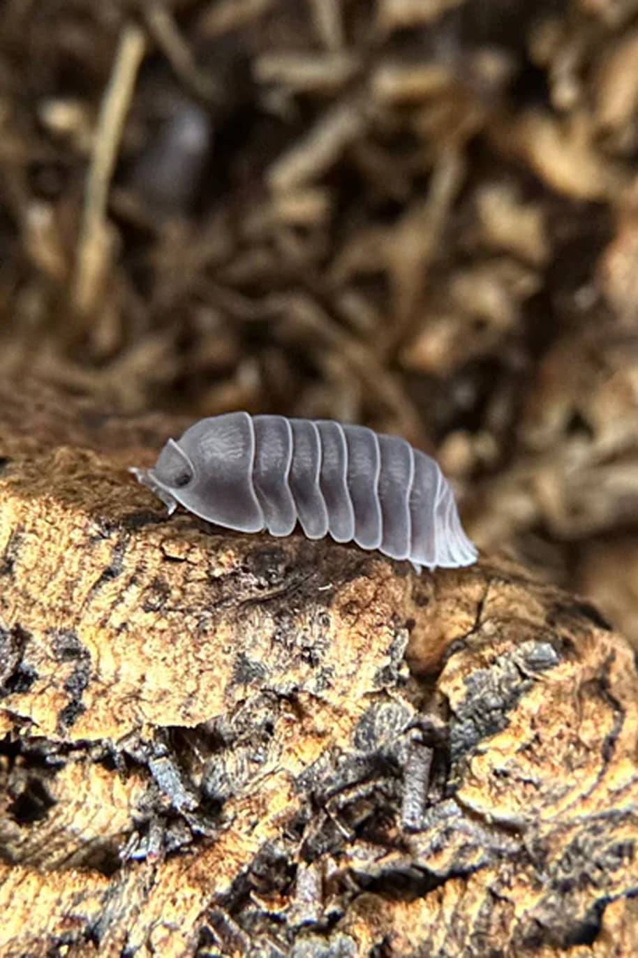 Cubaris Sp White Side Isopods