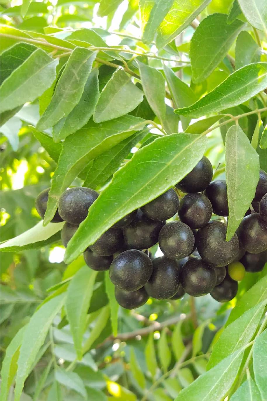 Curry Leaf Plant Seeds