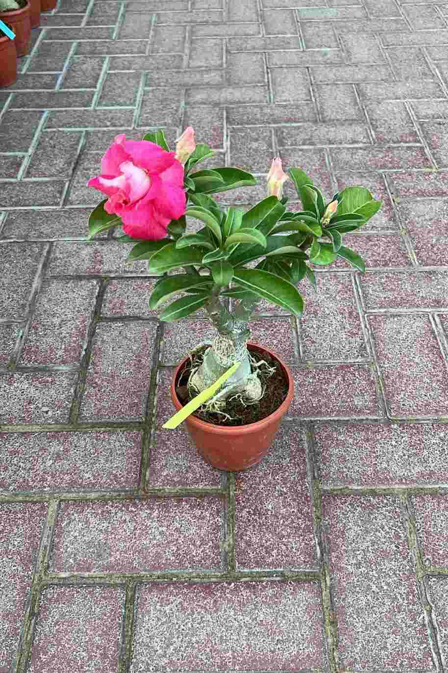 Desert Rose India