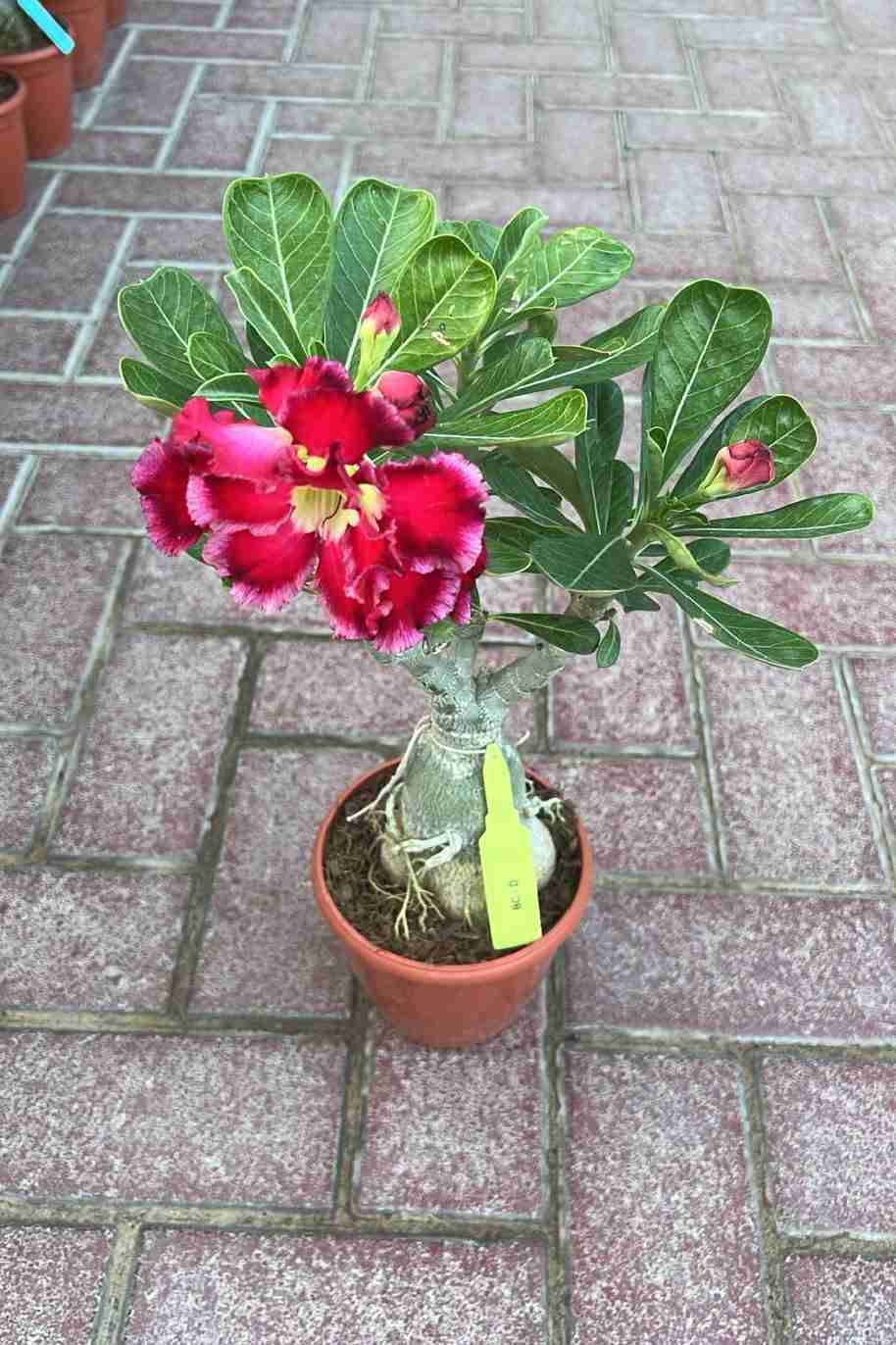 Desert Rose India