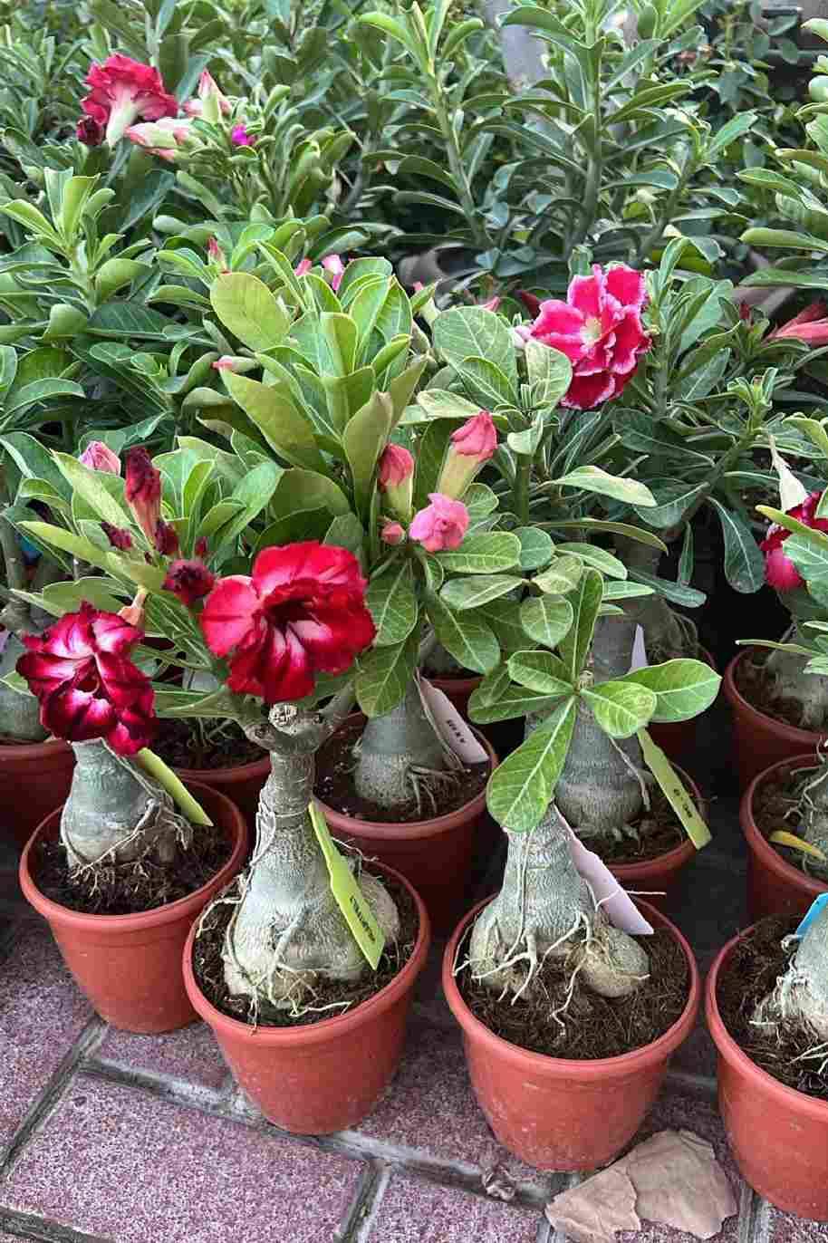 Desert Rose India