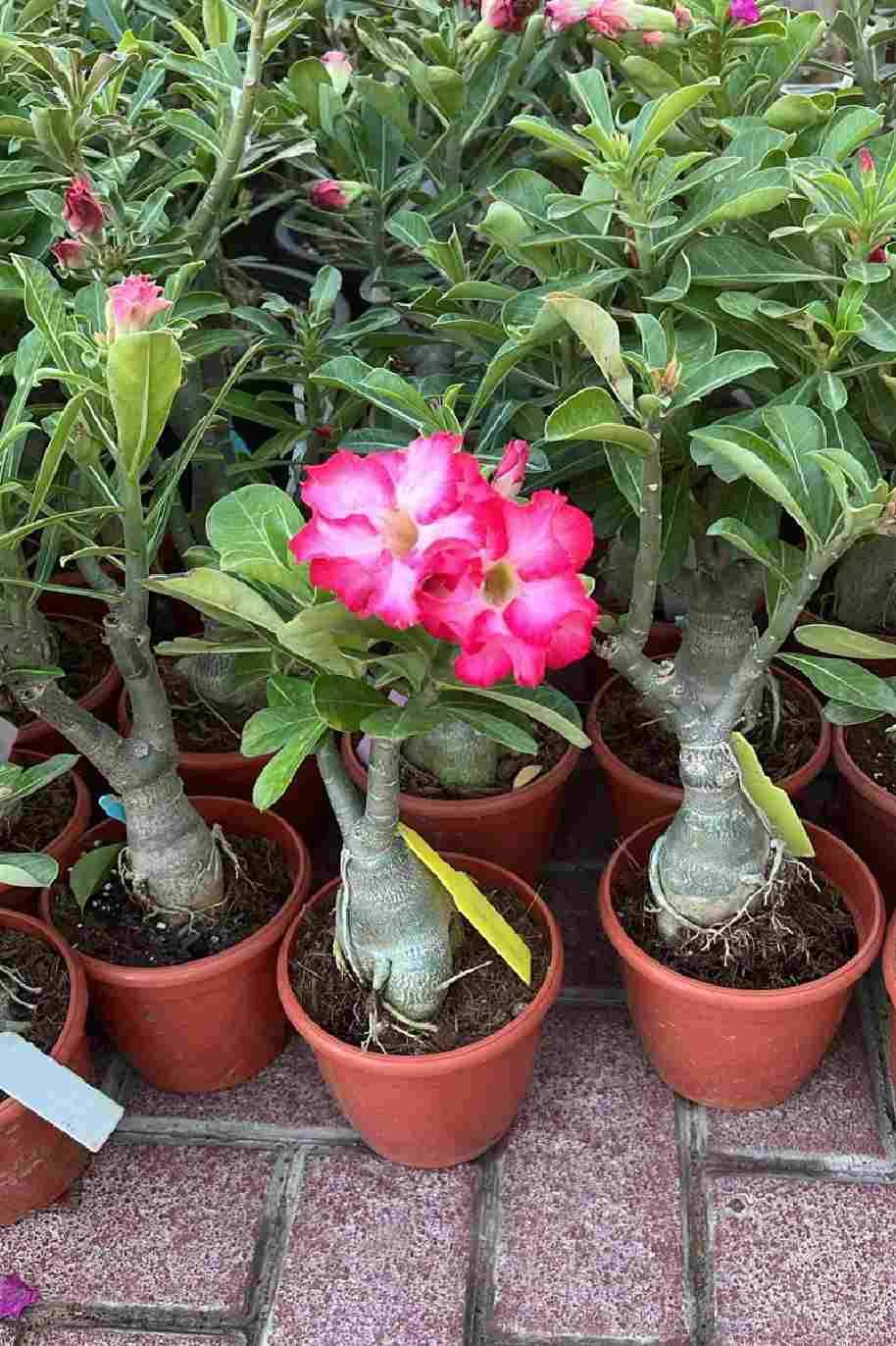 Adenium Obesum