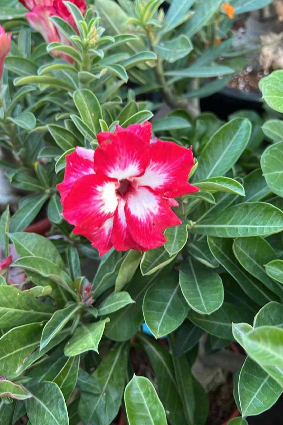 Desert Rose India