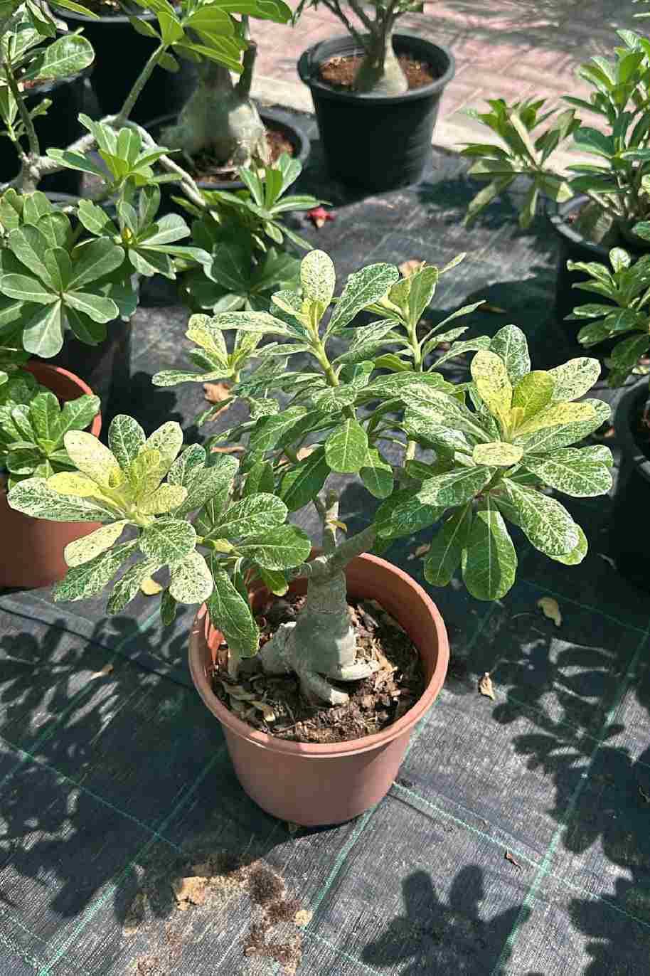 Desert Rose Variegated