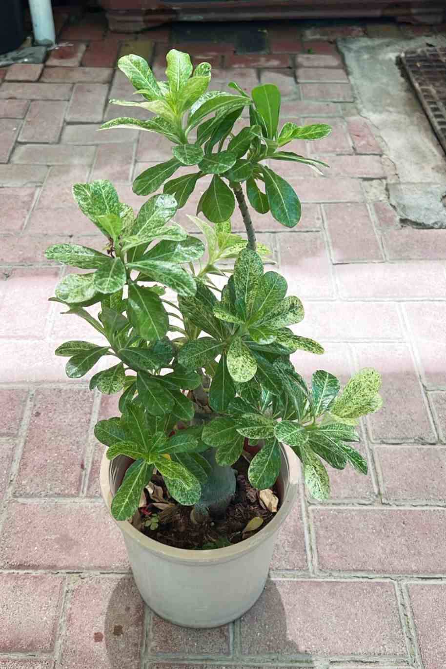 Buy Desert Rose Variegated - Plantshop.me