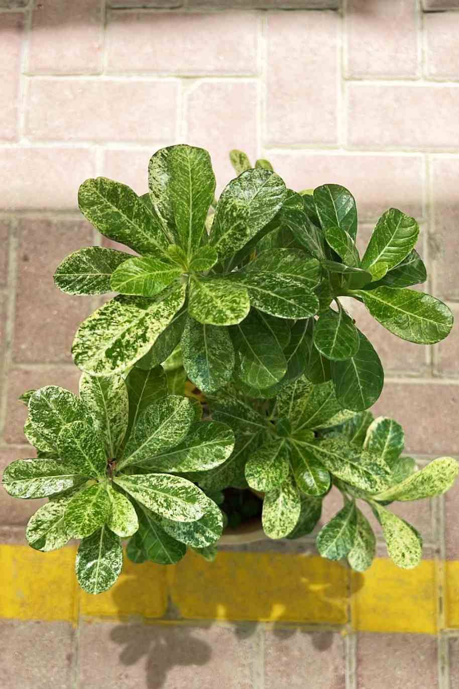 Desert Rose Variegated