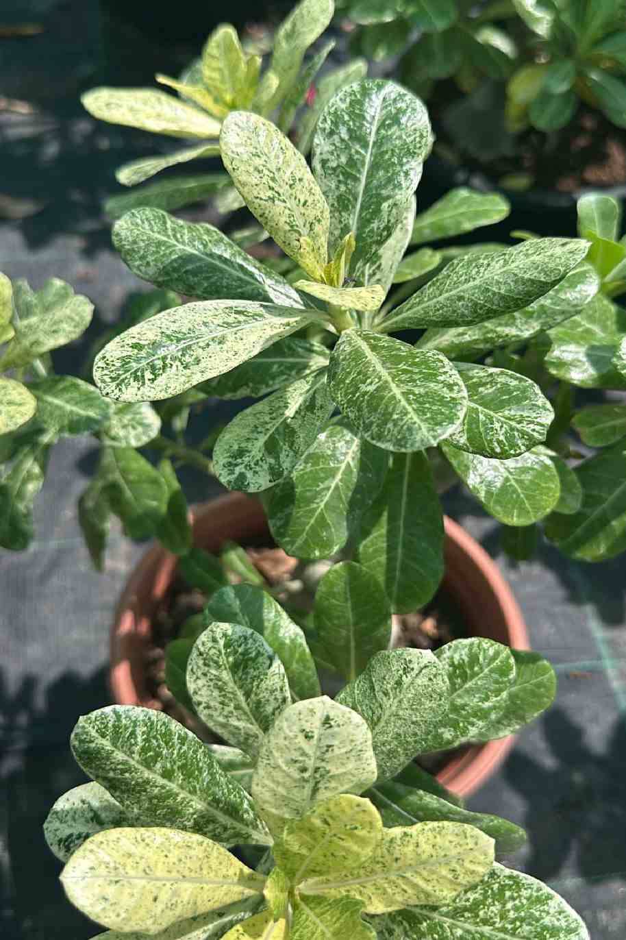 Desert Rose Variegated