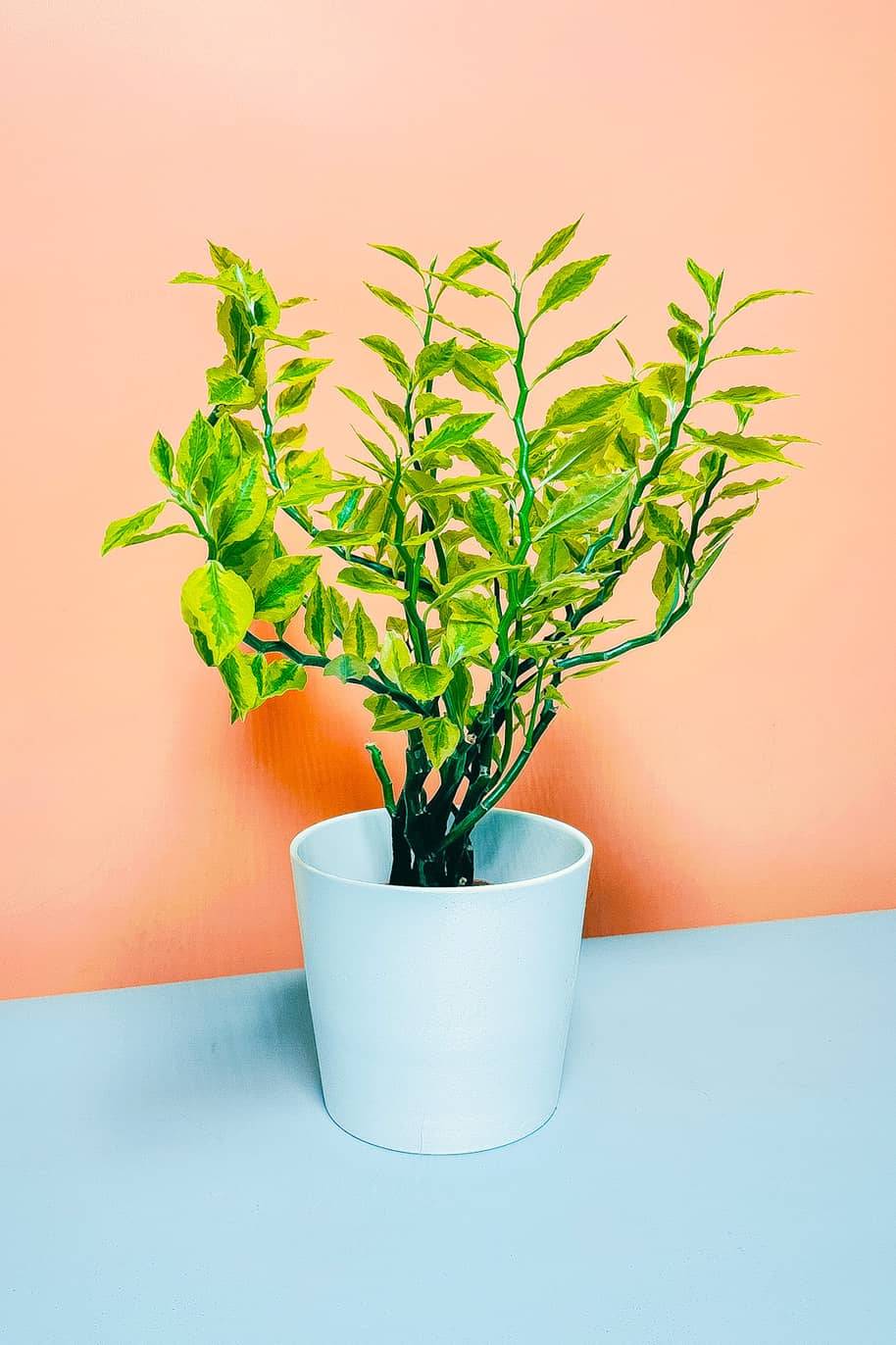 Devils backbone indoor plant - desktop plant - tabletop plant - indoor plants in Dubai