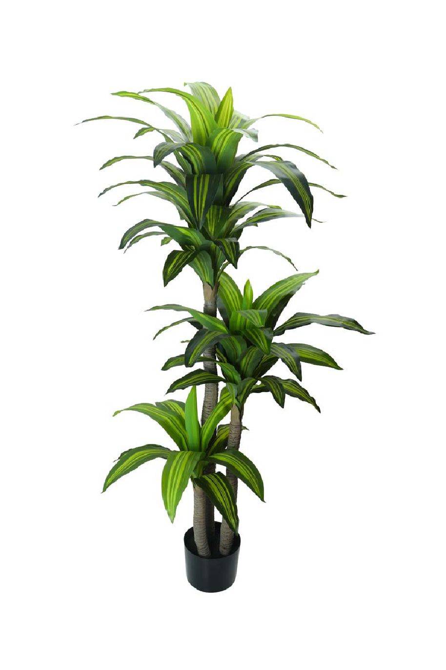 Dracaena Massangeana 3PP Artificial for Sale Online | Quick Delivery in ...