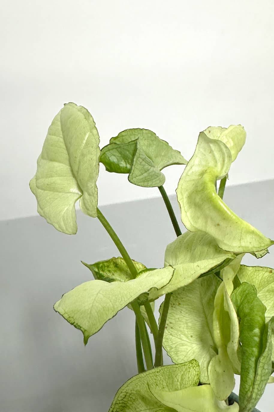 Syngonium Podophyllum 'Pink'