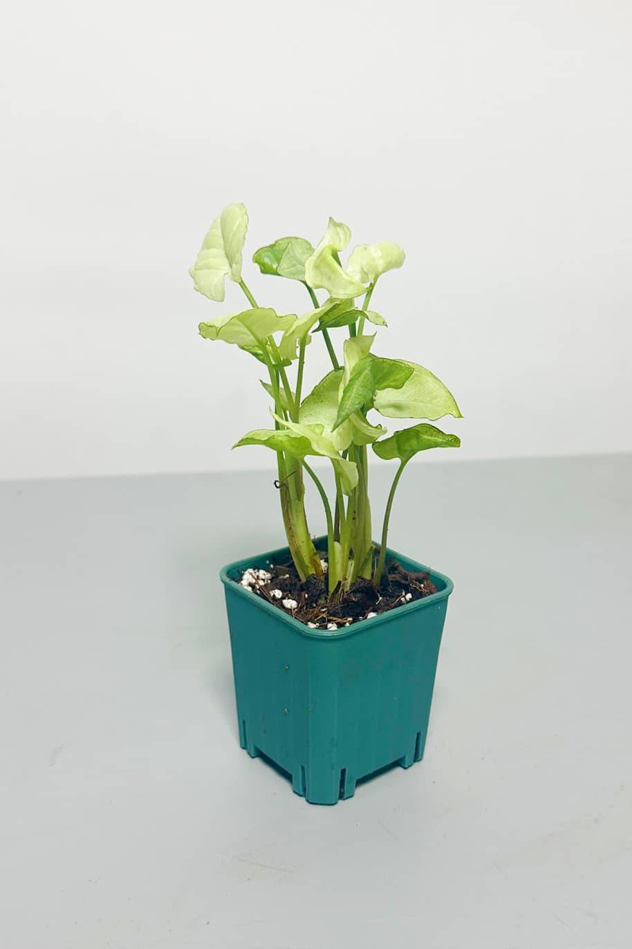 Dwarf Syngonium Mini