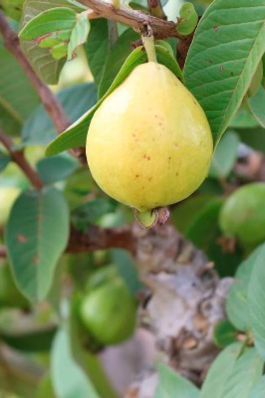 Egyptian Guava Seeds