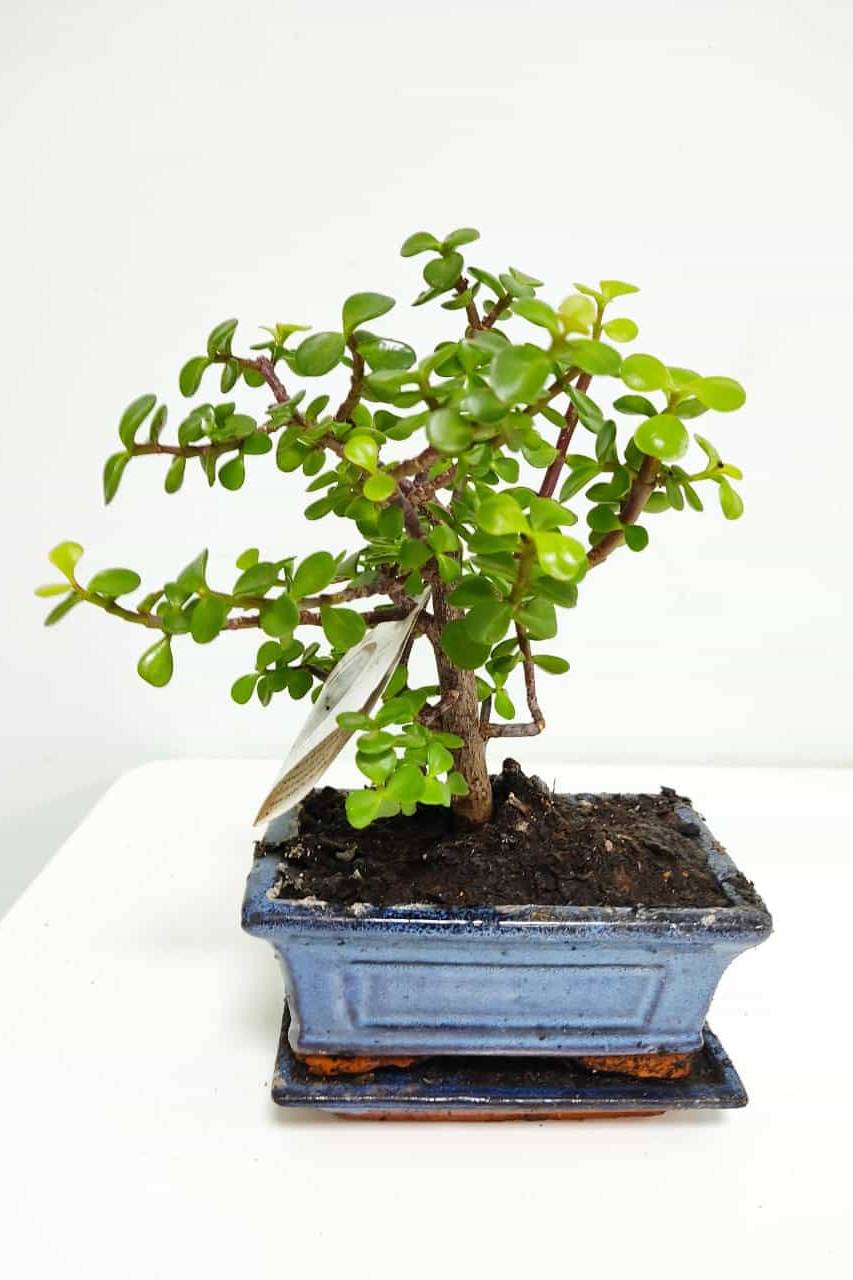 Chinese Sweet Plum Bonsai Indoor Plants Plantshop Me