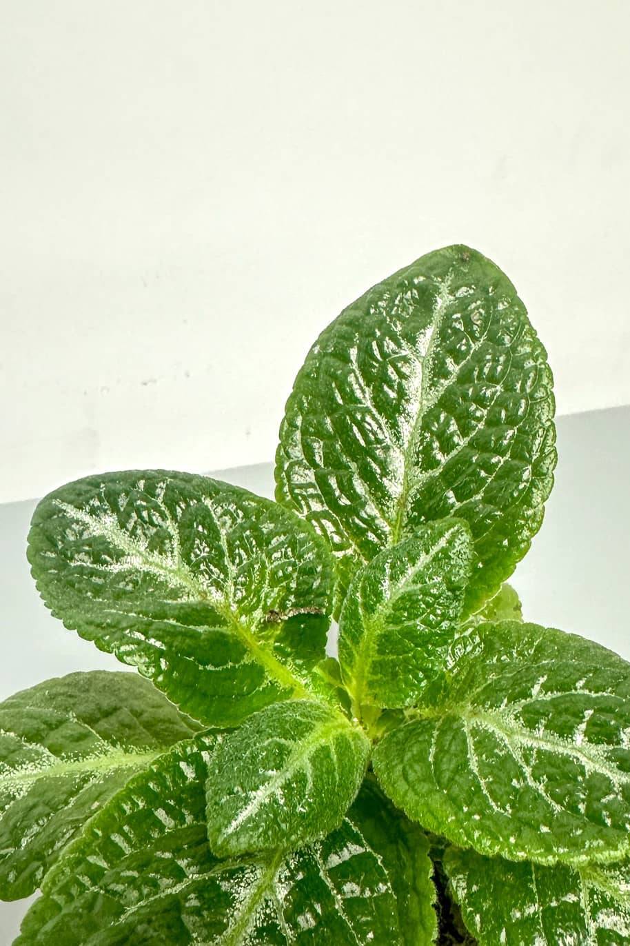 Episcia Green