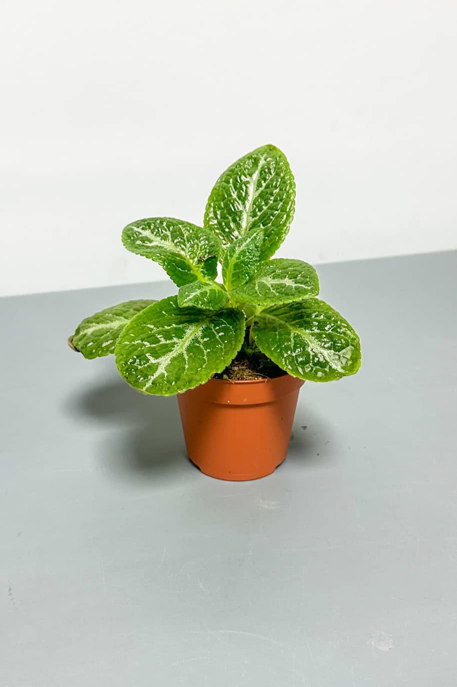 Episcia Green