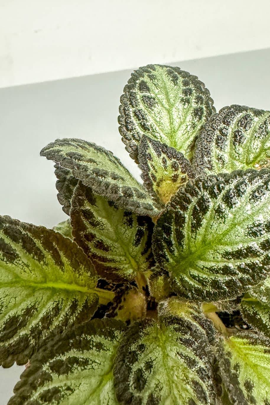 Episcia Silver