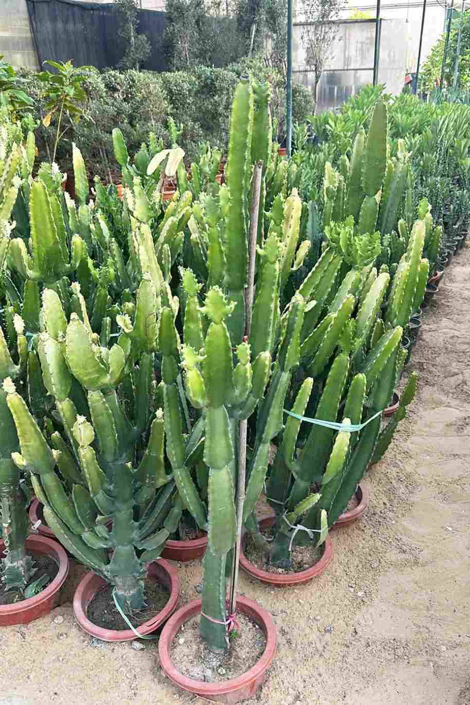 Euphorbia Lactea