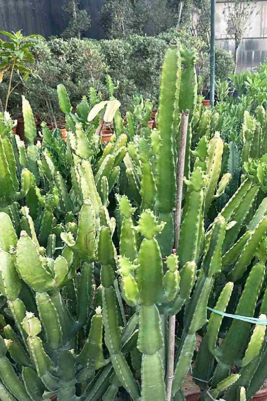 Euphorbia Lactea Spurge