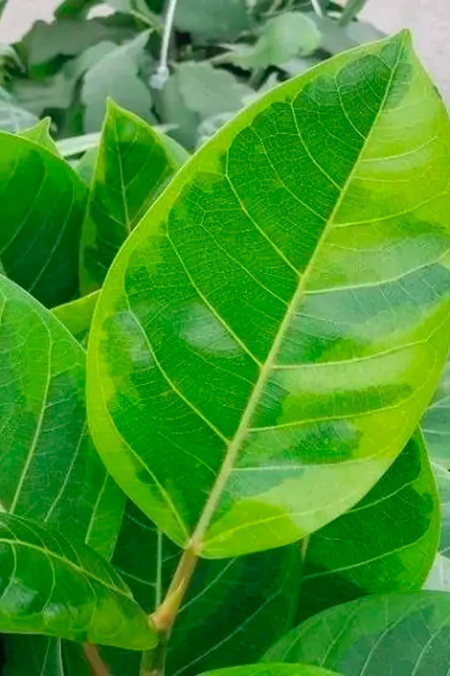 Ficus Altissima Branched