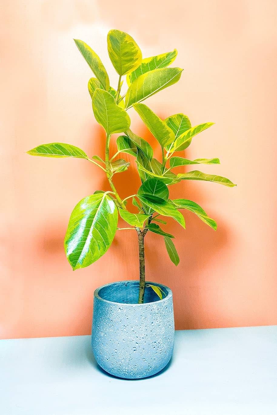 Ficus Altissima Branched