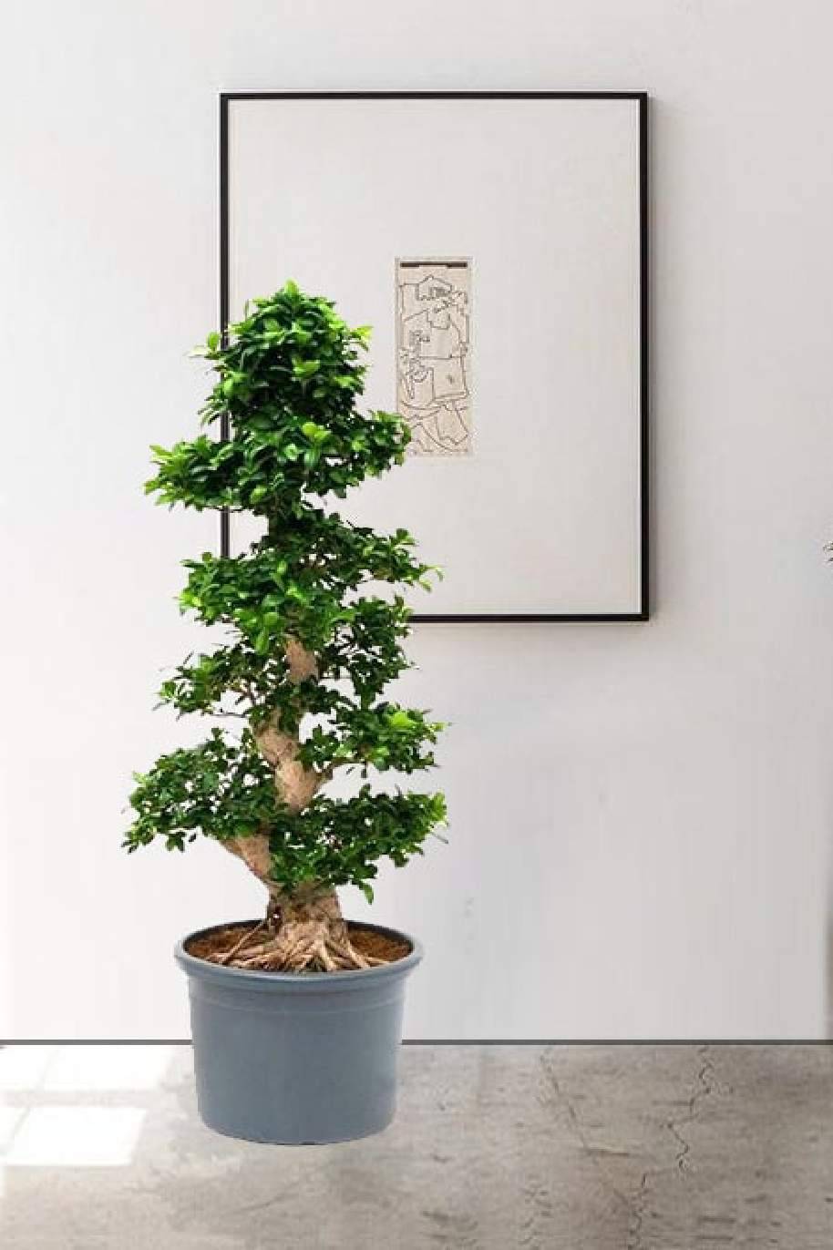 Ficus Bonsai XXXL