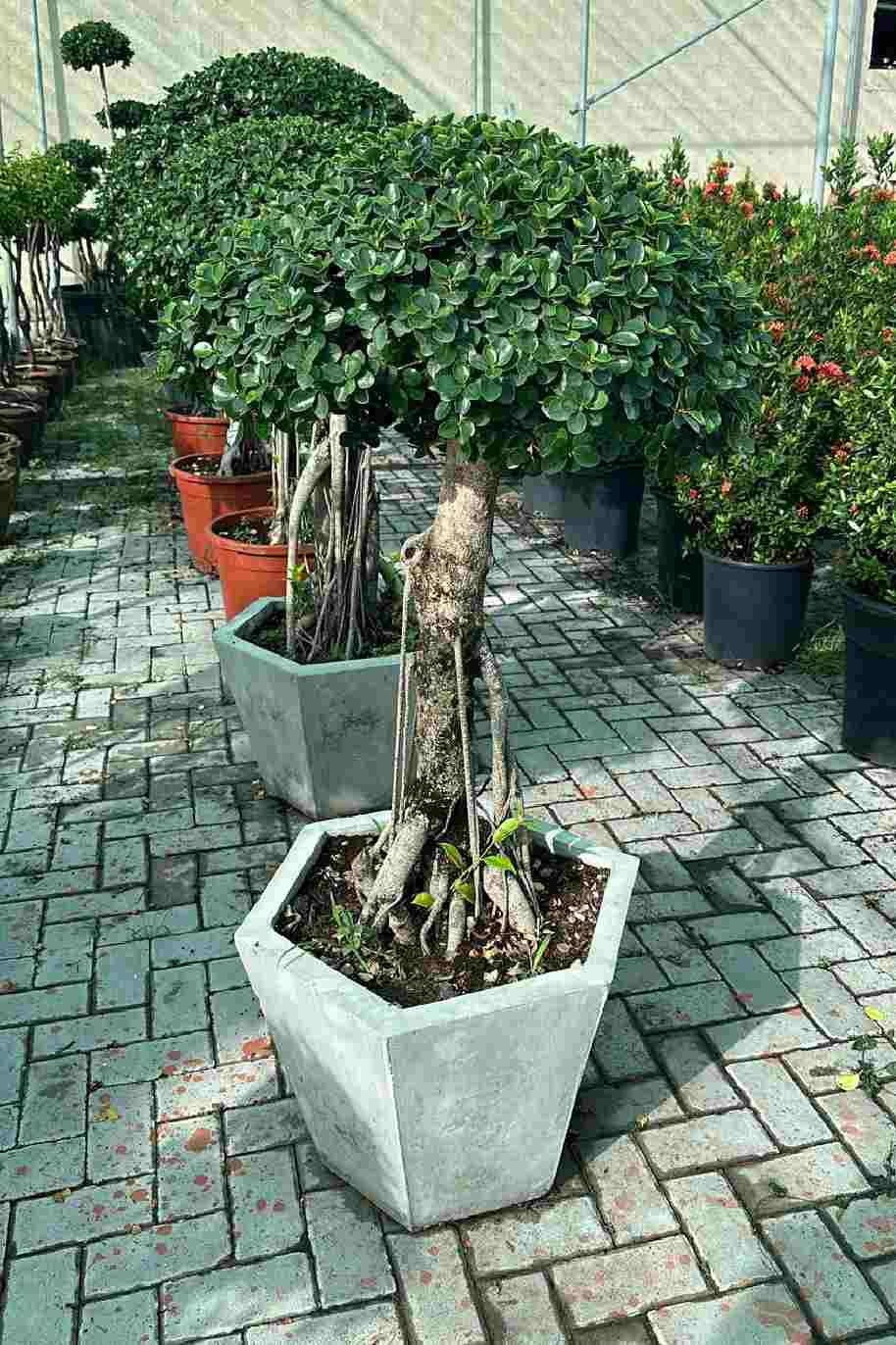 Ficus Microcarpa Bonsai 1 Head