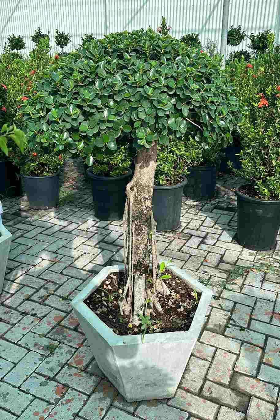 Ficus Microcarpa Bonsai 1 Head