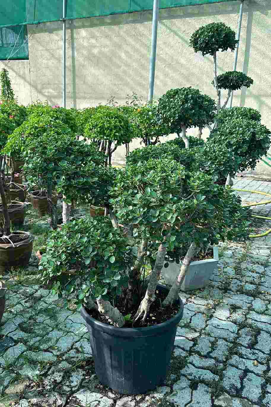 Ficus Microcarpa Bonsai Multihead