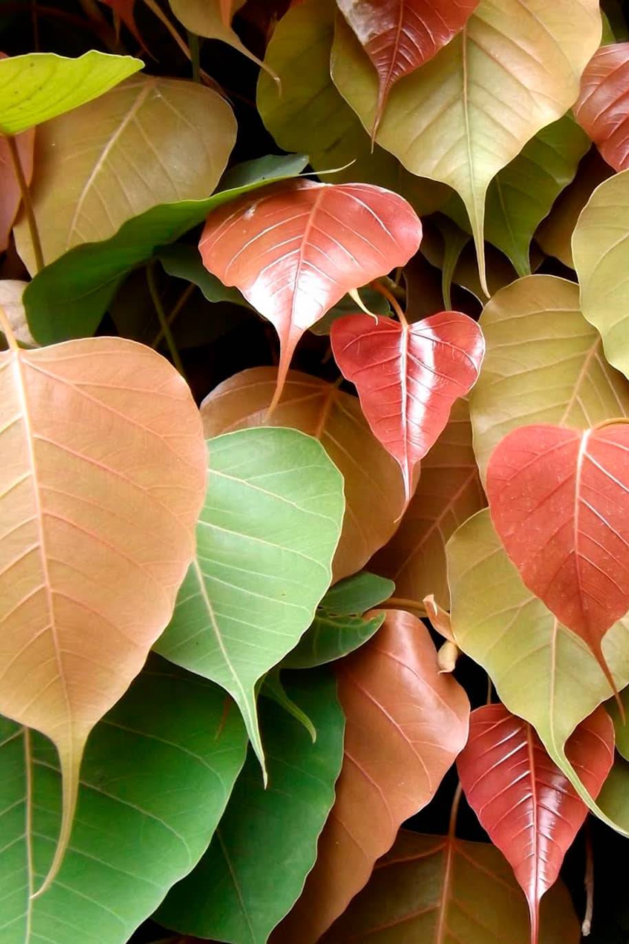 Ficus Religiosa