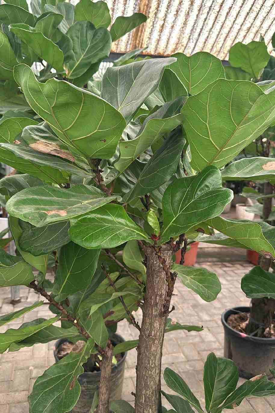 Fiddle Leaf Fig Branched China