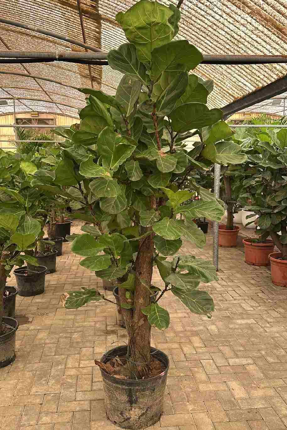 Fiddle Leaf Fig Branched China